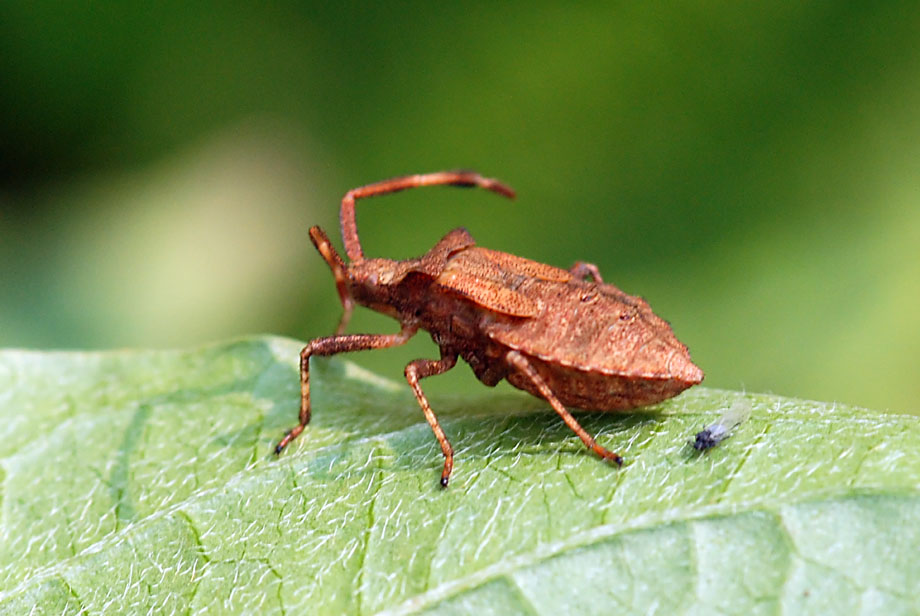 Coreidae: ninfa di Coreus marginatus